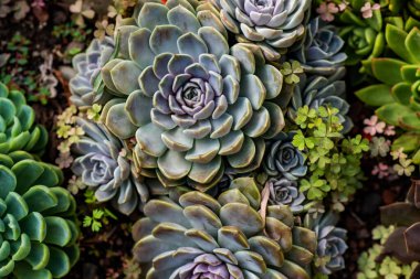 Yonca yaprakları ve zıt yeşilliklerle çevrili canlı echeveria rosetleriyle sulu bir düzenleme, doğal ışıklandırmayla dolu verimli bir bahçe ortamında zengin bir doku oluşturur.