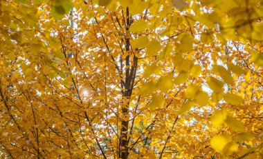 Güneş ışığı yaprak döken bir ağacın canlı sarı yapraklarını aydınlatır, verimli bir ormanda parlak bir altın tepecik oluşturur, sonbaharın güzelliğinin özünü somutlaştırır..