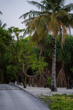 Yüksek palmiye ağaçları ve kumlu bir sahilde mangrov kökleri olan verimli tropikal bir manzara. Bu egzotik cennetten huzurlu bir kaçış sağlayan dar bir yol yeşilliğin içinden esiyor..