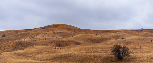 A sweeping hillside blanketed in golden-brown grasses is depicted beneath a heavy, overcast sky, portraying a serene, hushed moment in a vast, open landscape