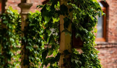 Bereketli yeşil sarmaşık, kırmızı tuğladan duvarlar ve beyaz çerçeveli pencerelerle çevrili büyüleyici bir avludaki ahşap bir sütuna tırmanıyor ve sakin bir şehir vahası oluşturuyor..