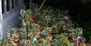 Bahçedeki bir masanın üzerine yerleştirilmiş lezzetli saksılardan oluşan bir koleksiyonun yakın çekimi. Bitkilerin çeşitli yeşil ve eşsiz dokuları doğal güneş ışığı altında canlı ve canlı bir görüntü oluşturur.