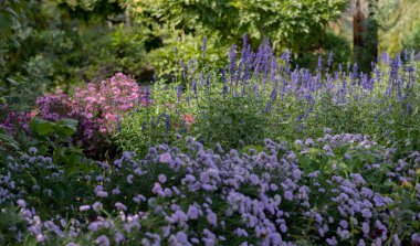 Canlı mor, pembe ve mavi çiçeklerle dolu çiçek açan bahçe yumuşak doğal güneş ışığı altında yemyeşil yapraklarla çevrili, dingin ve renkli bir manzara yaratıyor..