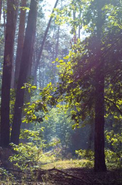 Sonbahar orman arka plan dikey