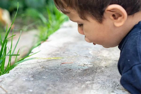 Uma Criança Pequena Olhar Para Verme Jardim Unidade Com Natureza — Fotografia de Stock