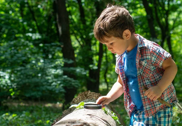 Junge Betrachtet Baumblätter Durch Lupe Außentrieb Kind Beobachtet Die Natur — Stockfoto