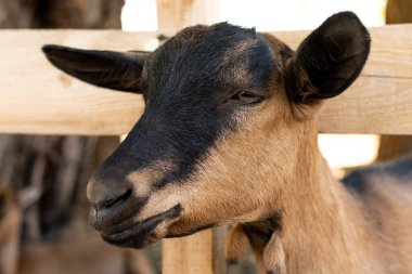 Alp evcil keçisinin portresi. 