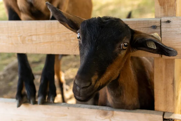 Portretul Rasei Capra Domestică Alpină fotografii de stoc fără drepturi de autor