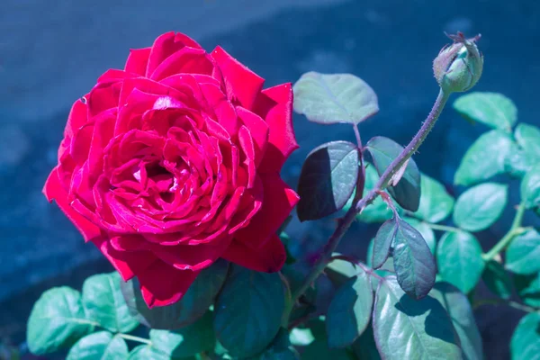 Bahçe kırmızı gül çiçek