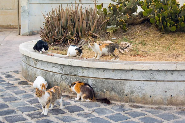 A group of homeless cats on the city street hunts pigeons.