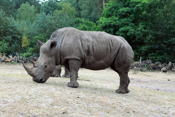 Scène de marche du rhinocéros. Portrait de Rhino. Rhinocéros rhino. Rhinocéros portrait de rhinocéros Rhinocéros boueux mâle, debout, mettant en vedette sur le terrain . — Photo