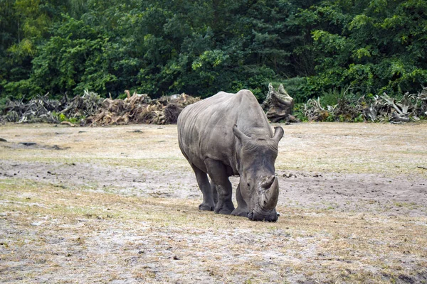 Rinoceronte andar cena. Retrato de rinoceronte. Rinoceronte rinoceronte. Rinoceronte rinoceronte retrato Muddy rinoceronte macho, de pé, estrelando para fora no campo . — Fotografia de Stock