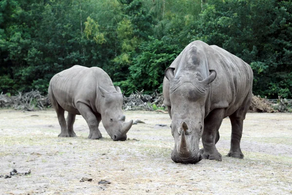 Rinoceronte andar cena. Retrato de rinoceronte. Rinoceronte rinoceronte. Rinoceronte rinoceronte retrato Muddy rinoceronte macho, de pé, estrelando para fora no campo . — Fotografia de Stock