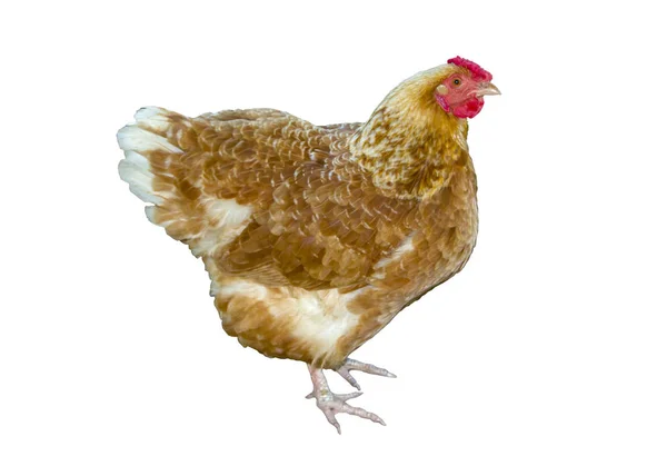 母鸡站立鸡隔离在白色背景 — 图库照片
