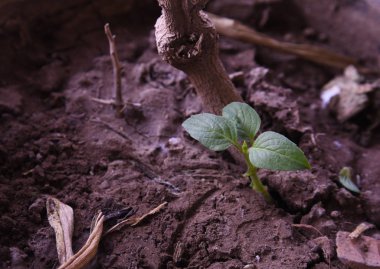 Toprakta büyüyen bebek fesleğen yaprağı