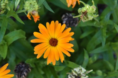 Bir canlı, turuncu Calendula çiçek