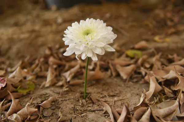 Ölü yaprak tarafından çevrili bir bahçede büyüyen bir beyaz krizantem çiçek.
