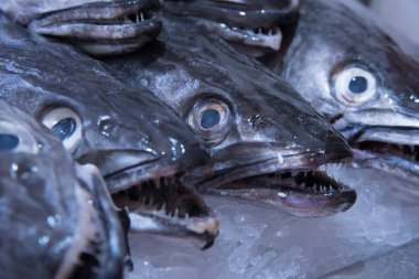 Taze gıda pazarında, buz üzerinde Hake balık bir ekran, Biarritz, Fransa.