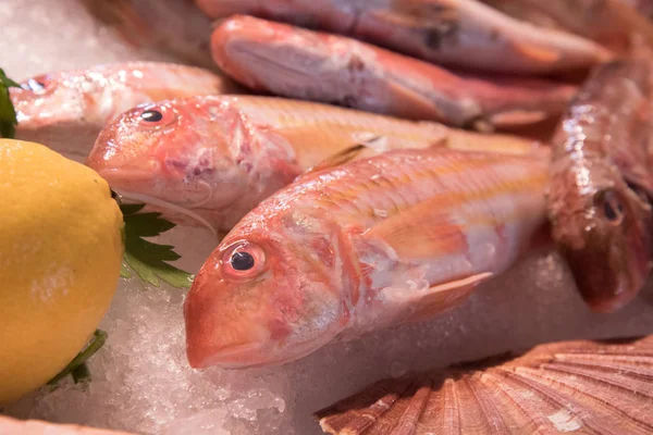 Taze gıda pazarında, Atlantik okyanusundan, buzun üzerinde taze kırmızı kefal bir ekran, Biarritz Fransa.