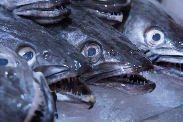 Taze gıda pazarında, buz üzerinde Hake balık bir ekran, Biarritz, Fransa.