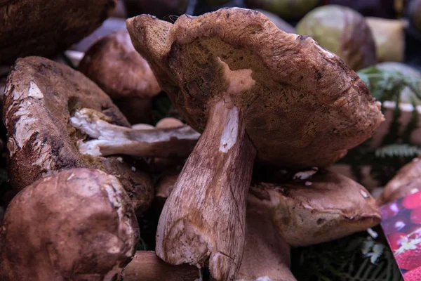 Bir ekran bir taze gıda pazarında, Biarritz, Fransa bir ahşap sandık üzerinde taze canlı mantar.