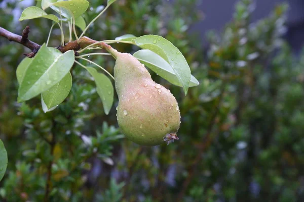 Yağmur sonrası bir ağaca tutunan bir taze canlı armut. Bir armut üstünde su damlaları, bitkiler ve arka planda yaprakları ile.