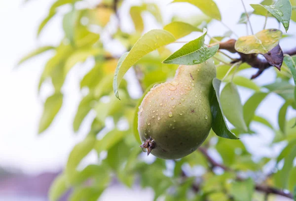 Yağmur sonrası bir ağaca tutunan bir taze canlı armut. Bir armut üstünde su damlaları, bitkiler ve arka planda yaprakları ile.