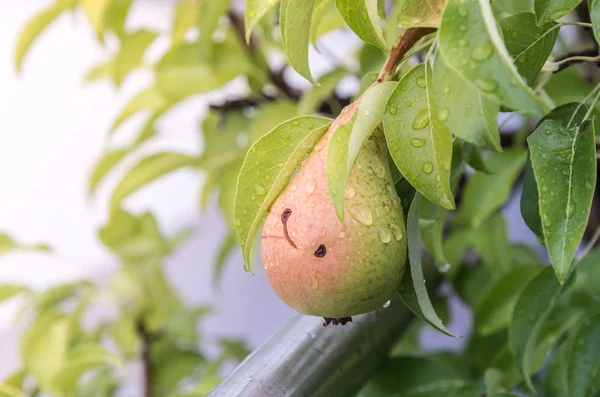Yağmur sonrası bir ağaca tutunan bir taze canlı armut. Bir armut üstünde su damlaları, bitkiler ve arka planda yaprakları ile.