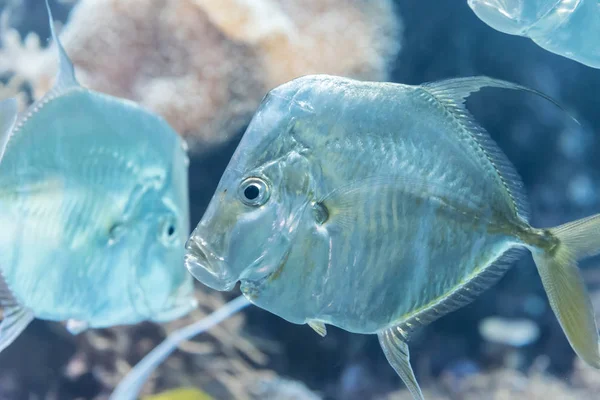 Zürih'te bir hayvanat bahçesi arka planda başka balıklar ile bir akvaryum yüzme Selene Vomer balık,