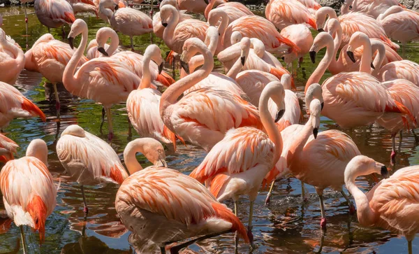 Çok sayıda canlı flamingos bir gölde bir sıcak yaz gününde yürüyüş. 