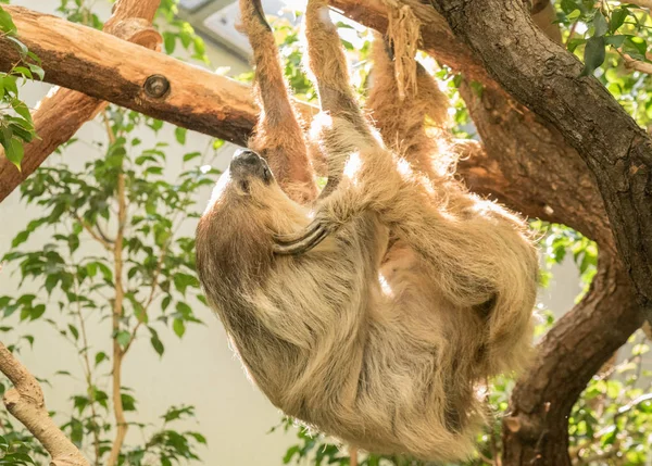 Bir ağaçtan debeleniyor tarafından kendisi tırmalamak süre asılı bir çok rahat ve sakin üç parmaklı, hafif kahverengi tembellik,.