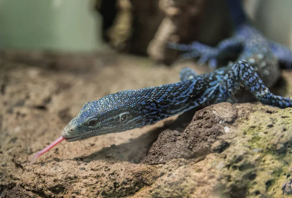 A canlı, mavi pembe onun dilini çıkarmış bir ton üzerinde yürüyen monitör kertenkele (varanus macraei),.