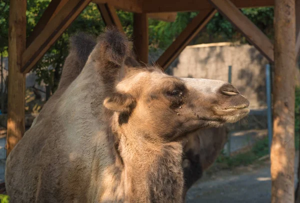 A closeup of a dromedary camel.
