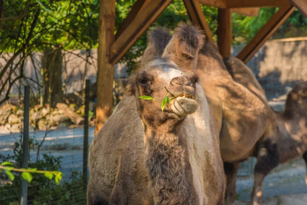 A closeup of a dromedary brown camel eating grass