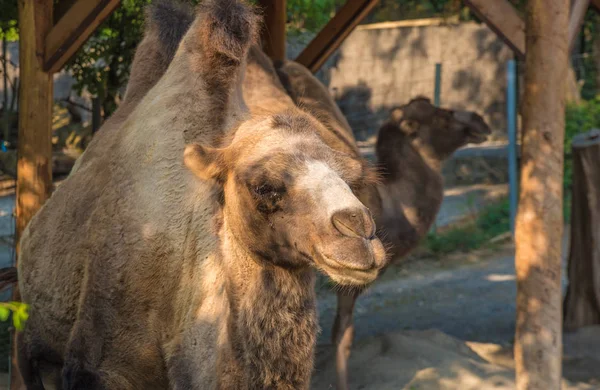 A closeup of a dromedary brown camel 