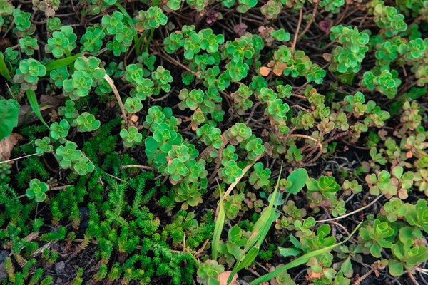 Canlı, vahşi, yeşil bitki duvar kağıdı 