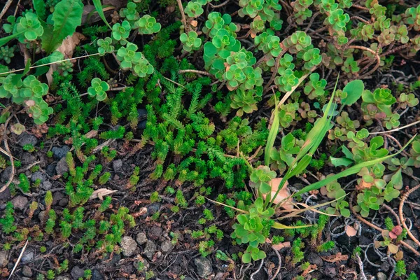 Canlı Vahşi Yeşil Bitki Duvar Kağıdı — Stok fotoğraf