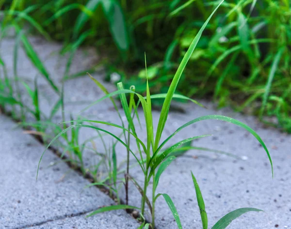 Taş zeminden yetişen yabani bitkiler