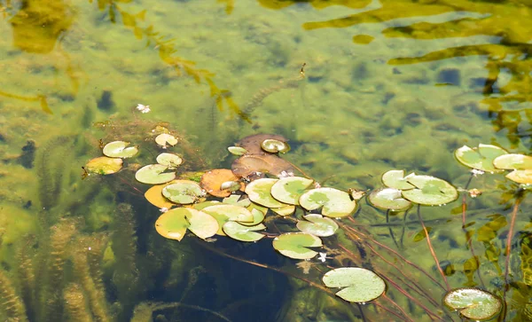 Gün ışığında sakin suda yüzen bir yığın zambak pedi