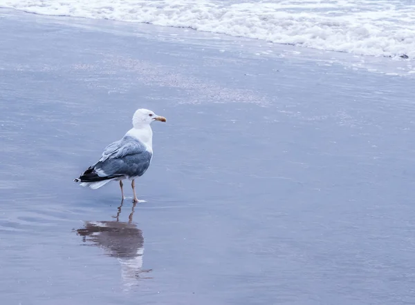Siyah destekli martı