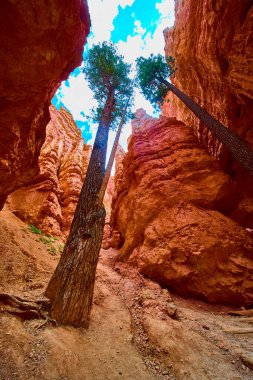 Yalnız çam ağaçları, parlak bir yaz gününde Bryce Canyon Ulusal Parkı Utah 'taki Navajo Döngüsü' nün Wall Street bölümü boyunca yükselen kızıl kaya kayalıkları arasında gökyüzüne doğru uzanır..
