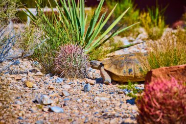 Bir kaplumbağa, Las Vegas Nevada yakınlarındaki Kızıl Kaya bölgesinde çöl bitkilerinin ve kayalık arazinin arasında yavaşça hareket eder..