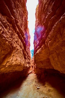 Bryce Canyon Ulusal Parkı 'ndaki Navajo Döngü Patikası' nın üzerinde yükselen yüksek kırmızı kaya duvarları güneş ışığının sert dokuları vurguluyor ve yalnız bir yürüyüşçü Wall Street bölümünü keşfediyor..