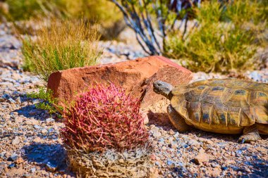 Bir çöl kaplumbağası Las Vegas yakınlarındaki Nevada 'da kırmızı bir kaya ve kaktüsün yanından yavaşça geçiyor. Amerika Birleşik Devletleri' nin eşsiz vahşi yaşam ve manzarasını vurguluyor..