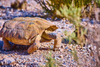 Bir kaplumbağa, Las Vegas yakınlarındaki Red Rock 'ta kurumuş bitki örtüsüyle çevrili kayalık zeminde yavaşça ilerler ve Birleşik Devletler' deki yerli çöl hayvanlarının direncini yakalar..