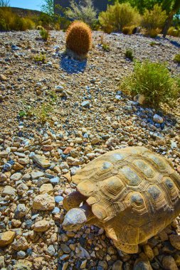 Kızıl Kaya Nevada 'nın kayalık arazisinde bir kaplumbağa hareket ediyor. Etrafı çöl bitkileriyle çevrili. Ve Las Vegas' ta parlak güneşin altında bir fıçı kaktüs..