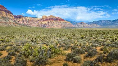 Las Vegas yakınlarındaki Red Rock Kanyonu 'ndaki parlak çöl sahnesinde çarpıcı kızıl kayalıklar yerel yukka bitkileri ve dramatik bir güneybatı manzarası için engin bir açık gökyüzü yer alıyor..