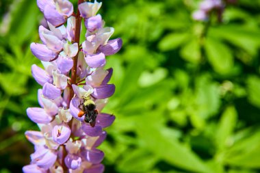 Kaliforniya 'daki Sequoia Ulusal Parkı' ndaki yemyeşil yapraklı yemyeşil yemyeşil yemyeşil yemyeşil yemyeşil yemyeşil yemyeşil yemyeşil yemyeşil yemyeşil verimli yemyeşil bir çayırda mor bir çiçekten polen toplar..