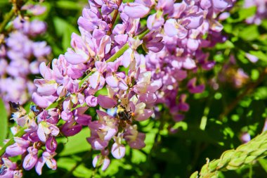 Sequoia Ulusal Parkı Kaliforniya 'da güneş ışığıyla aydınlanmış bir hilal otlağında mor bir kır çiçeğinin yakın plan fotoğrafı..