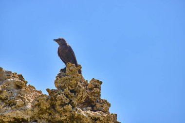 Tek başına bir kuş Kaliforniya 'daki Mono Gölü' nde çarpıcı bir tufa oluşumunun tepesinde oturmakta. Açık mavi gökyüzünün altında Lee Vining ve çevresindeki göl bölgesinin eşsiz doğal güzelliğini ve vahşi yaşamını anımsatmaktadır..